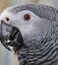 A5 Greeting Card African Grey Parrot 