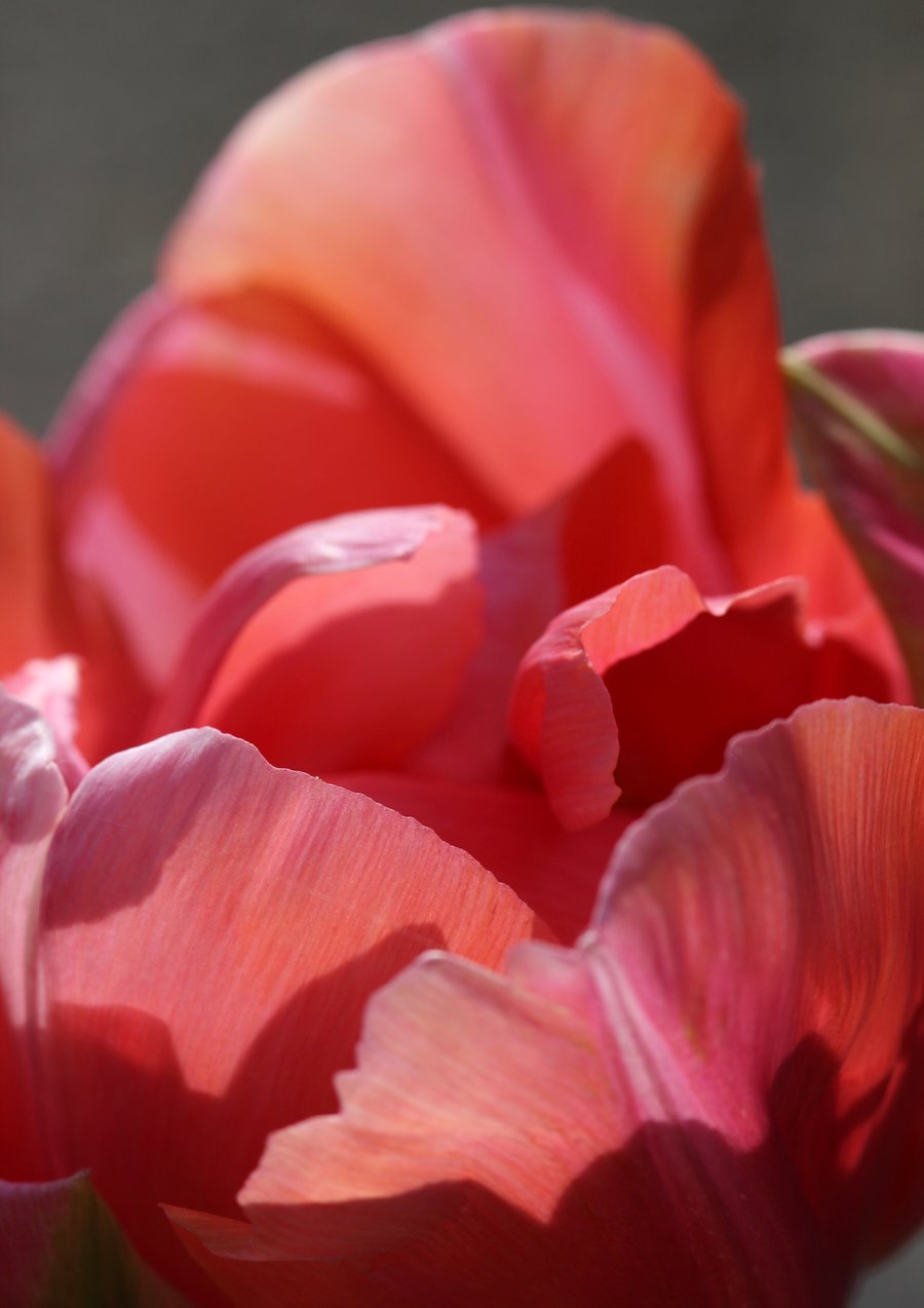 Naturalised Tulip 