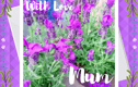 Mothers - with love Mum