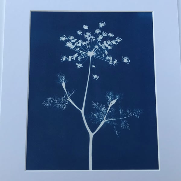 Dill Flower Spray, beautiful in blue, an Original piece of Botanical Art.