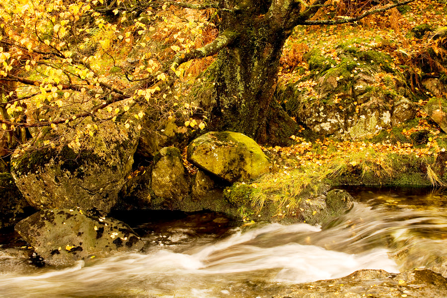Lake District autumn landscape mountain stream trees gift for country lover