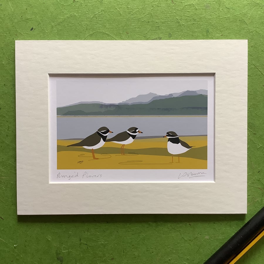 Ringed Plover print with mount - signed print of bird