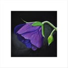Purple Wildflower - Floral Wall Art on Black Background - Unframed Botanica
