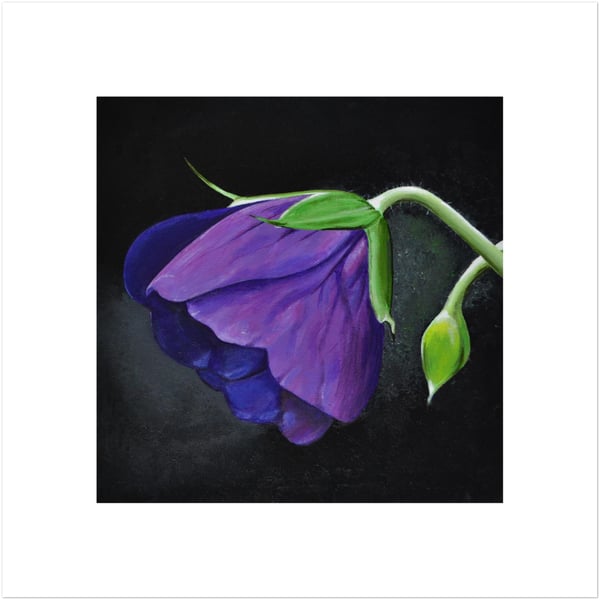 Purple Wildflower - Floral Wall Art on Black Background - Unframed Botanica