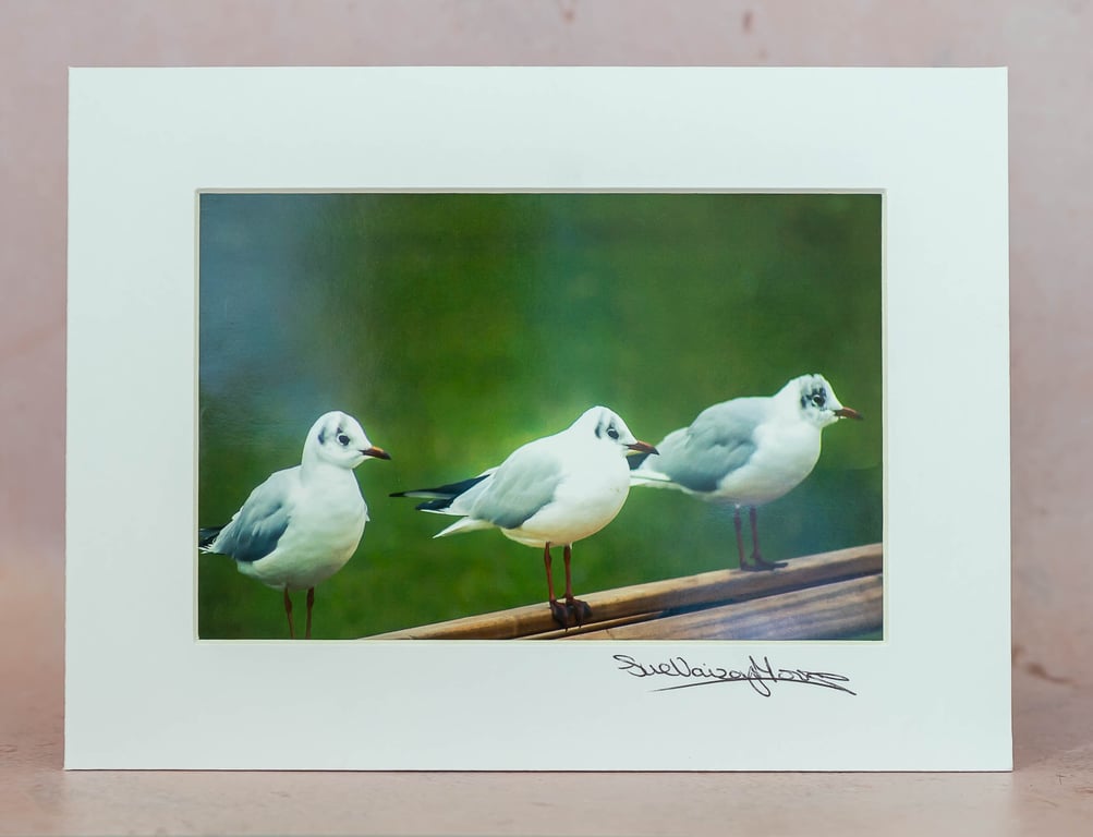 Seagulls - Original Hand-Signed, Mounted Photograph