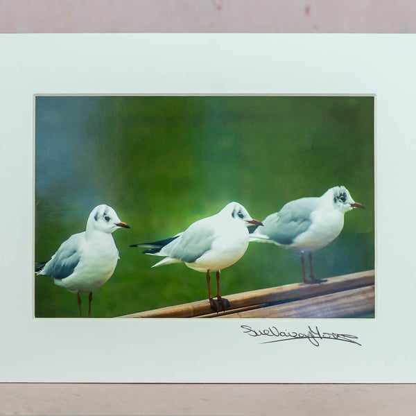 Seagulls - Original Hand-Signed, Mounted Photograph