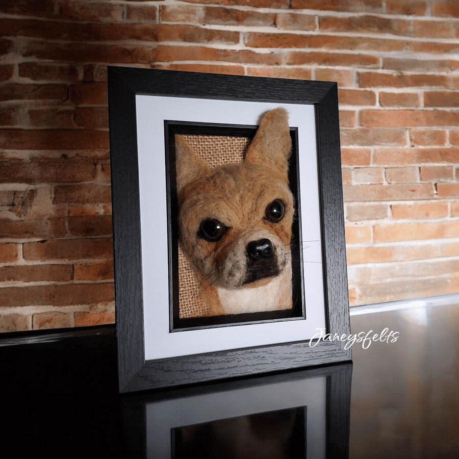 Chihuahua portrait
