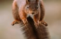 Red Squirrel