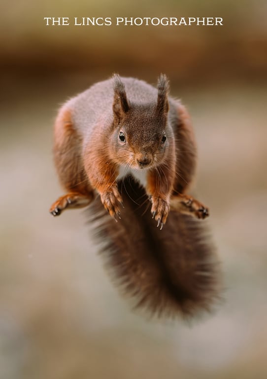 Red Squirrel print (Limited edition of 10)