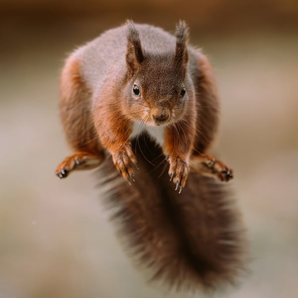 Red Squirrel print (Limited edition of 10)