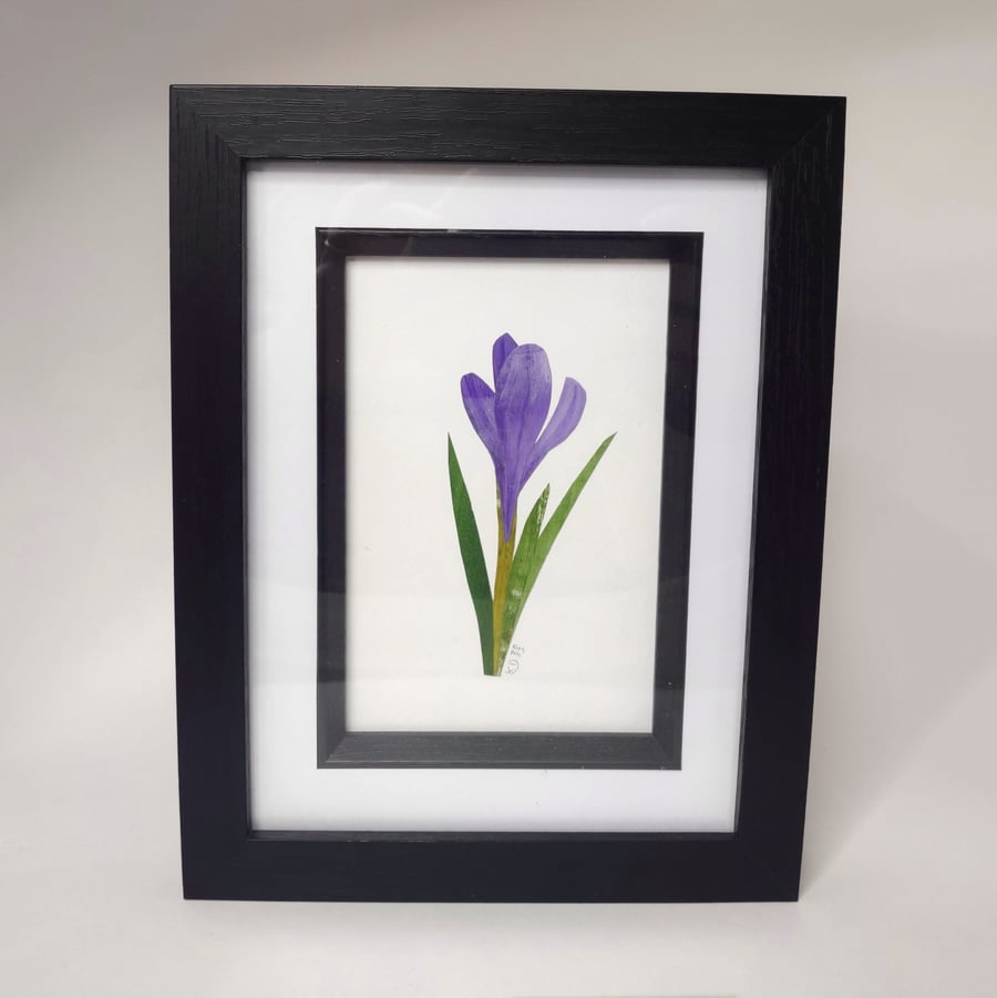 Crocus Flower Art - Framed