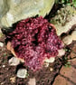 Bramble Gotland Fleece 50g - Image 3