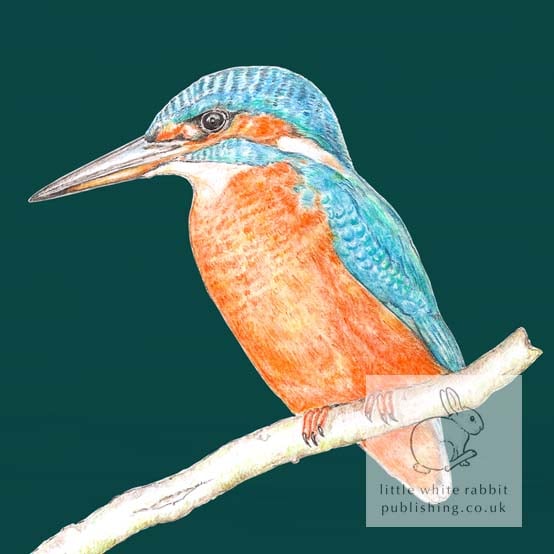 Kingfisher - Blank Card