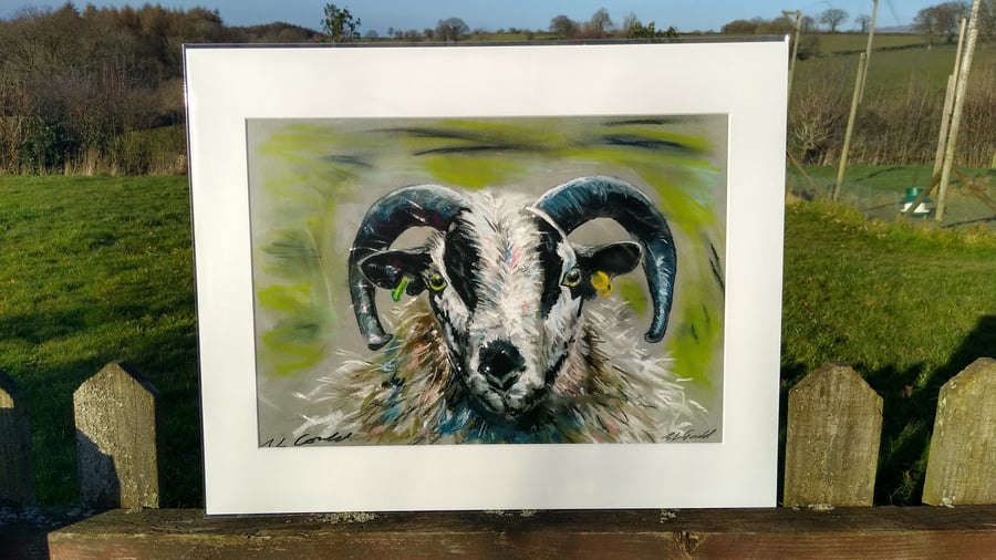  A4 or A3 signed Art Print, Sheep