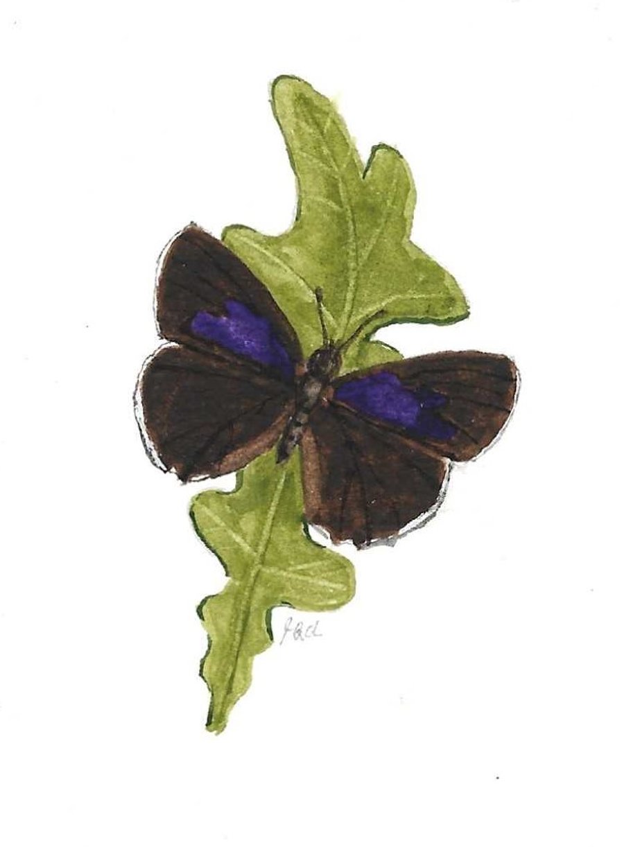 Purple Hairstreak Butterfly ACEO