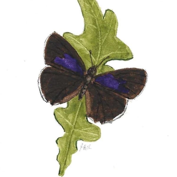 Purple Hairstreak Butterfly ACEO