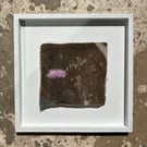 Plants for pollinators 1 - Creeping Thistle