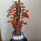 The golden aged bonsai trees 