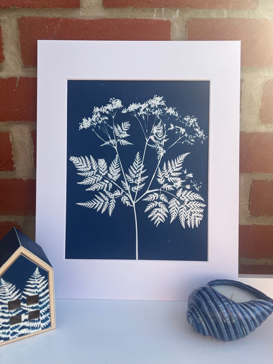 Sweet Cicely in Cyanotype, Botanical art gift. 