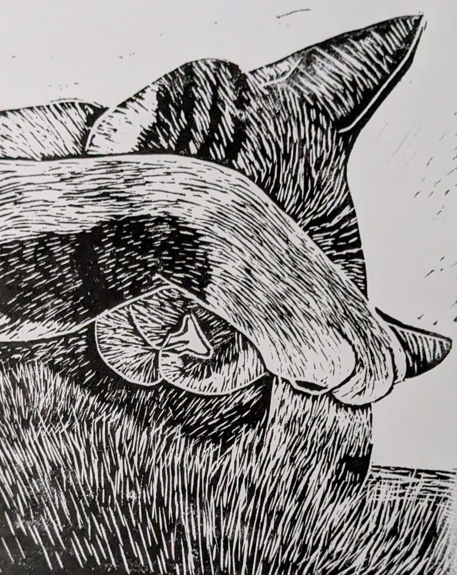 Cat Nap - Lyra Sleeping