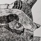 Cat Nap - Lyra Sleeping