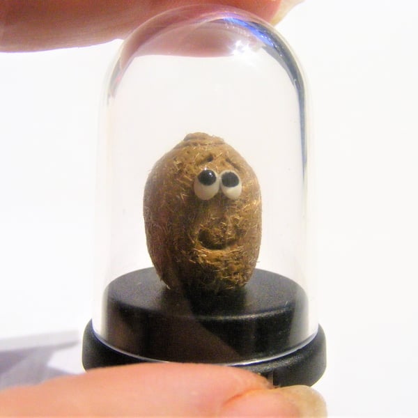Pet Kiwi, Pet Chinese gooseberry