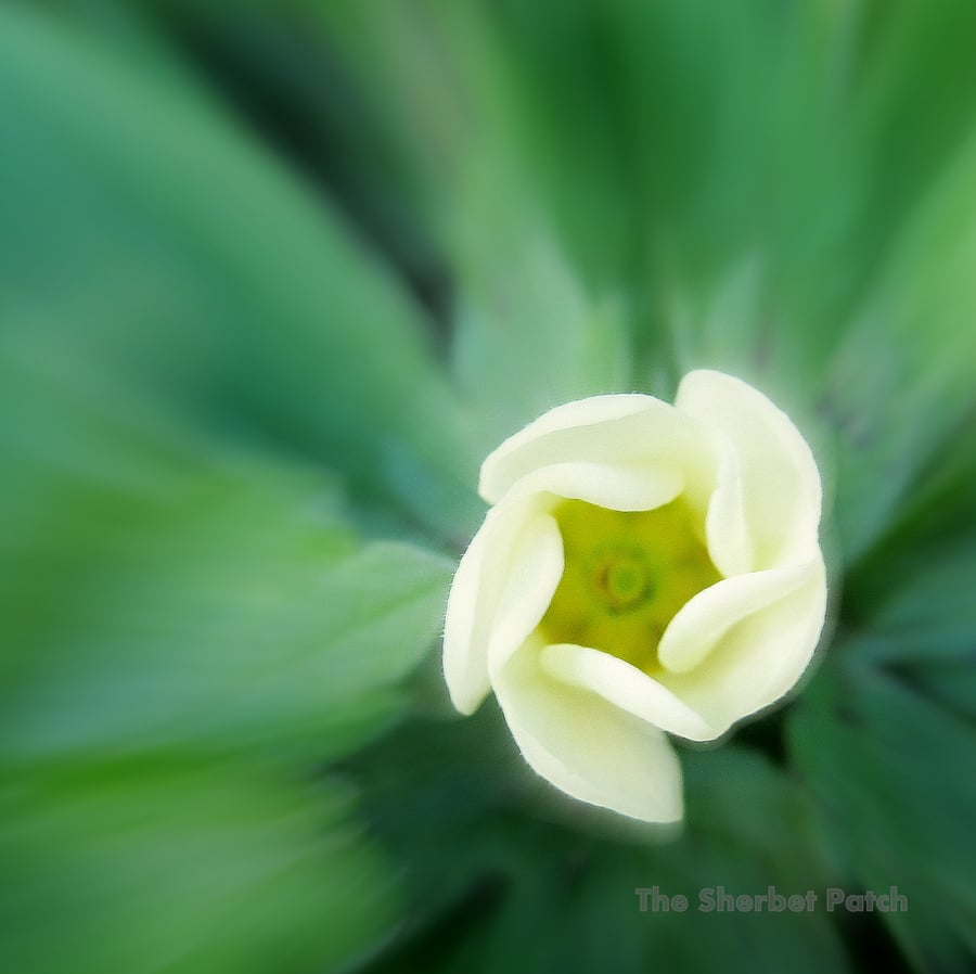 Blank photographic card.  Primrose in bud.