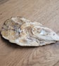 Highland Cow Decoupage Shell Trinket Dish  - Image 4