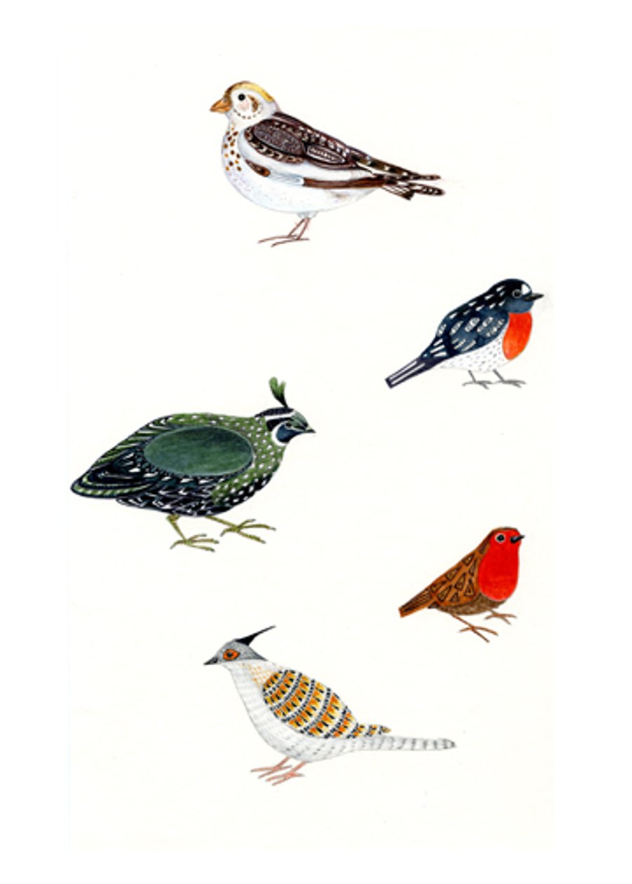 Bird collection art print A4