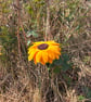 Handmade Everlasting Sunflower – Single Stem - Image 1