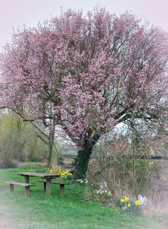 A5 Greeting Card Cherry Tree & Daffodils March Norfolk