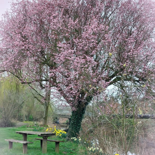A5 Greeting Card Cherry Tree & Daffodils March Norfolk