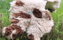 Living Sheep rugs and cushions