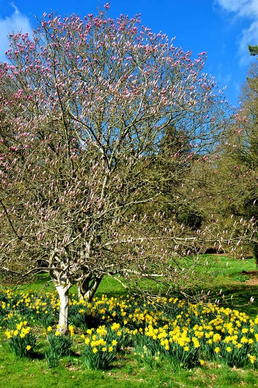 Magnolia Tree Batsford Arboretum Cotswolds UK Photograph Print