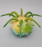 Sea Anemone  - Image 1