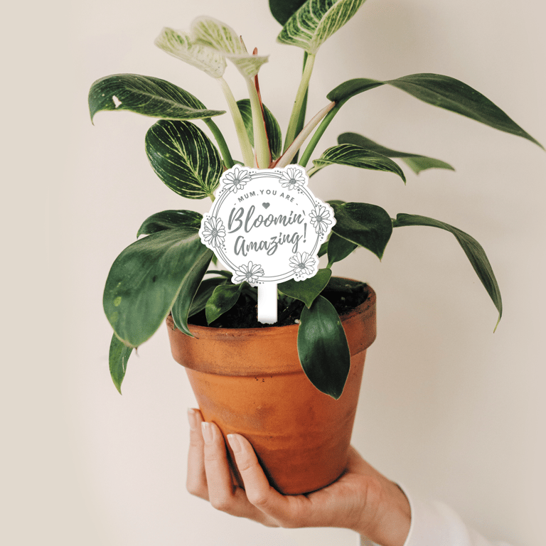 Bloomin' Amazing - Daisy Chain Plant Tag: Cute Unique Mother's Day Gift For Mum