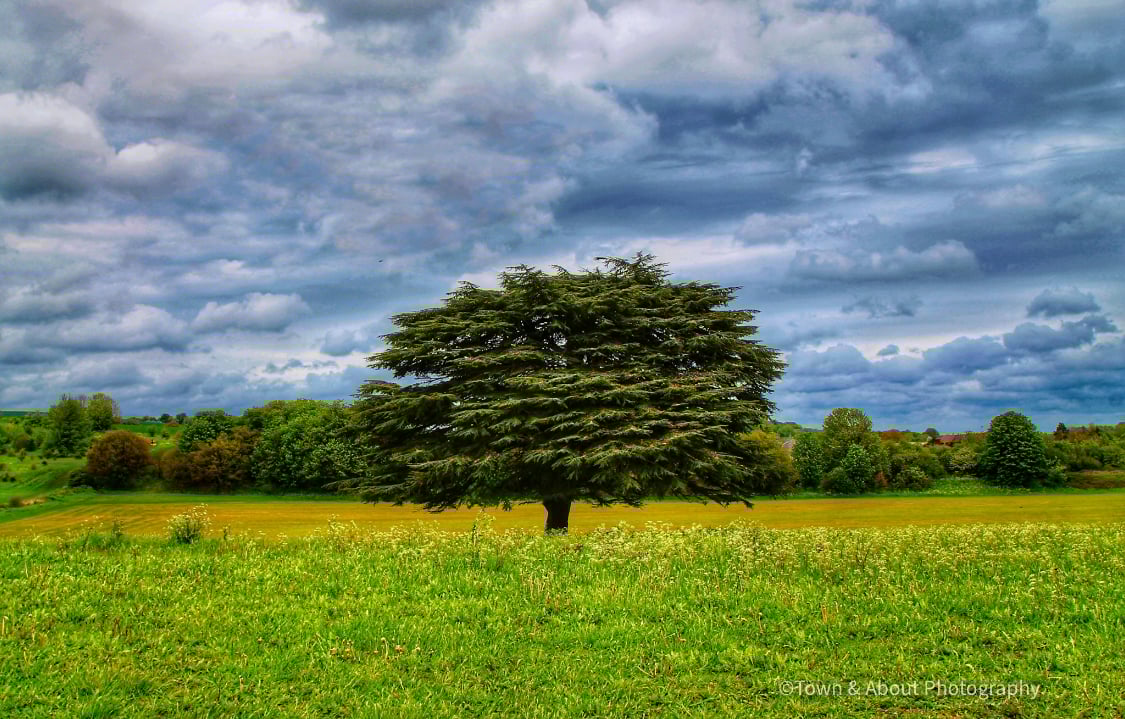Lonely Tree in a Storm, Kent, UK