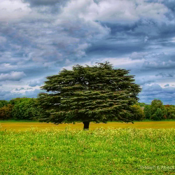 Lonely Tree in a Storm, Kent, UK – Print and Framed Options Available
