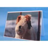 Hamilton the Dog on Wheels Toy Greeting Card