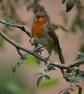 Pack of 6 Robin Cards - Image 5