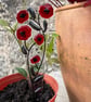 Poppy fused glass plant stake