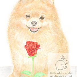 Poppy the Pomeranian - Valentine Card