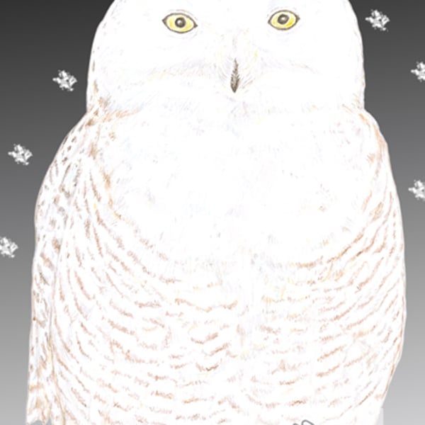 Snowy Owl - Christmas Card