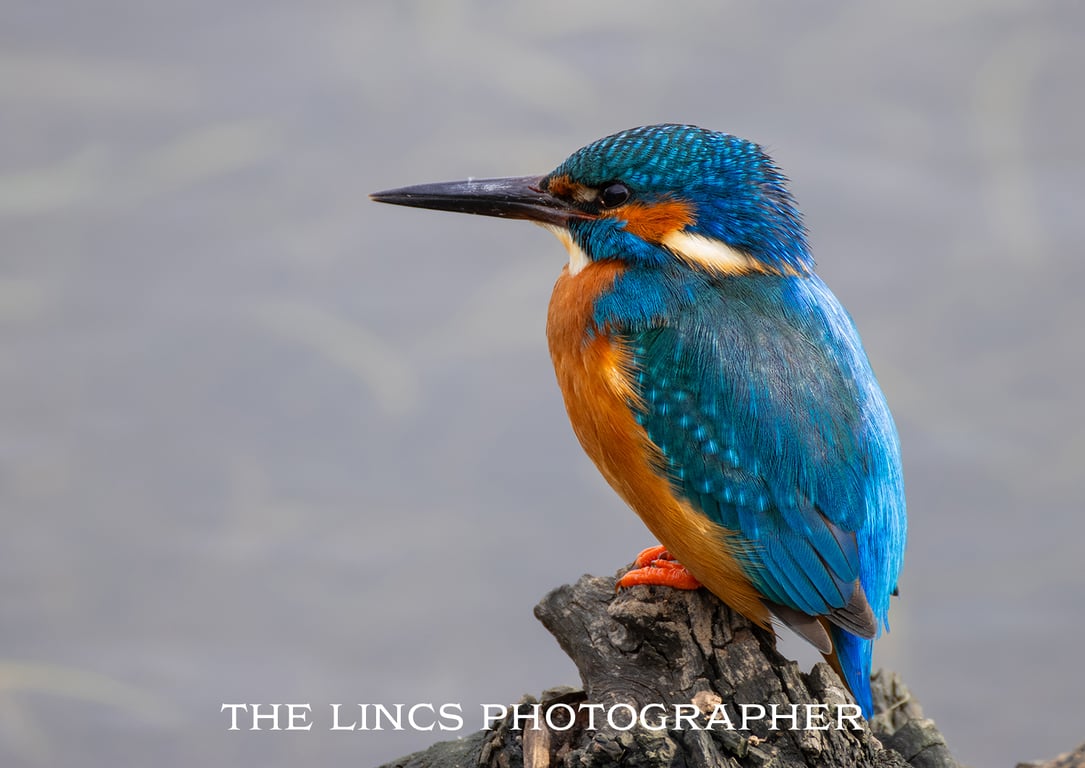 Kingfisher print (Limited edition of 10)