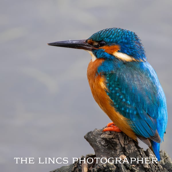 Kingfisher print (Limited edition of 10)