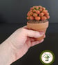 Needle Felted Succulent. Sedum .Real Terracotta Pot. Sedum Crassulacaea. - Image 2