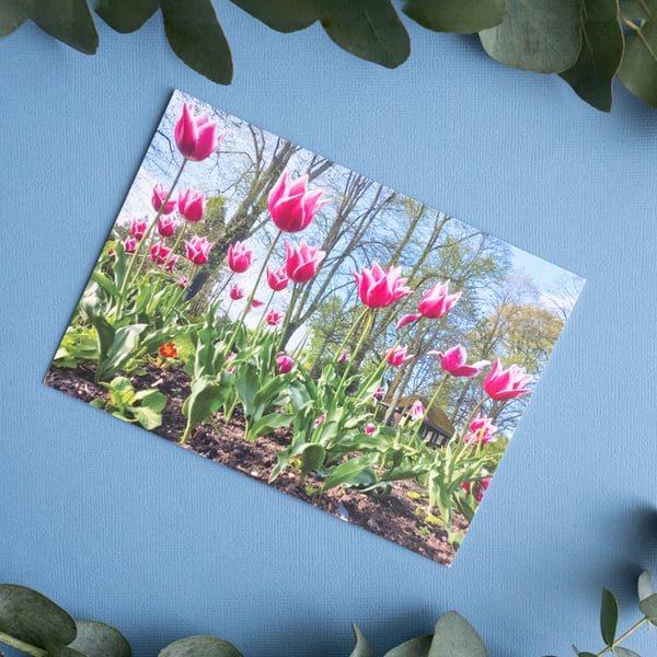 Blank Landscape Greeting Card - Tulips in Bloom, Warwickshire