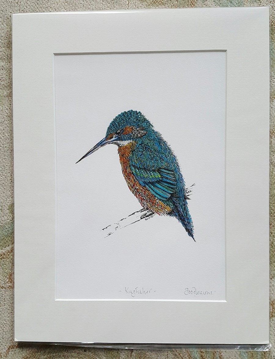 12 x 15 “ Stunning Kingfisher print mounted, ready to frame print