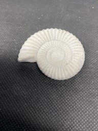 2.4- Ammonite Fossil fridge magnet in cement 