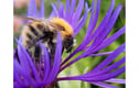 Wildlife